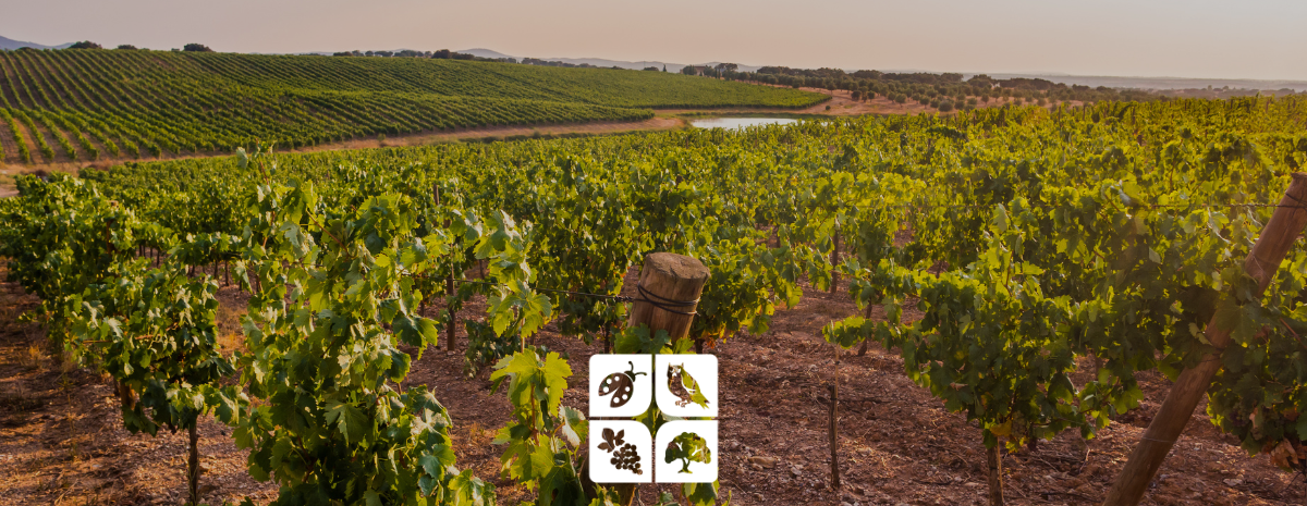 Tailgate | SGMA: Regional Updates & What It Means for You